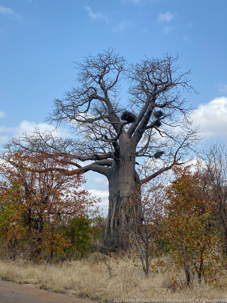 Large baobab with a swollen gray trunk and broad leafless crown rising above dry woodland.