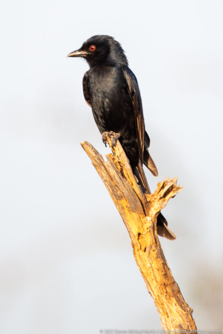 Fork-tailed drongo perched on a broken branch, showing glossy black plumage, red eye, and dark bill.