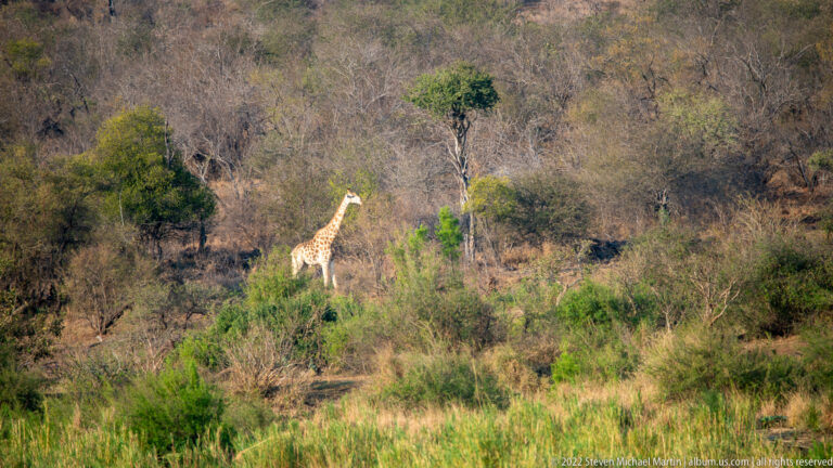 Distant giraffe standing among mixed shrubs and trees above green riverine vegetation.