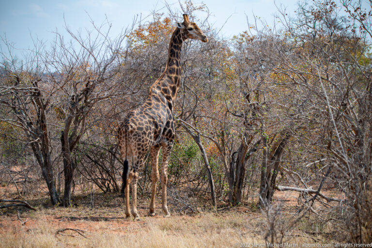 Full-body giraffe standing among sparse trees and shrubs in dry woodland.