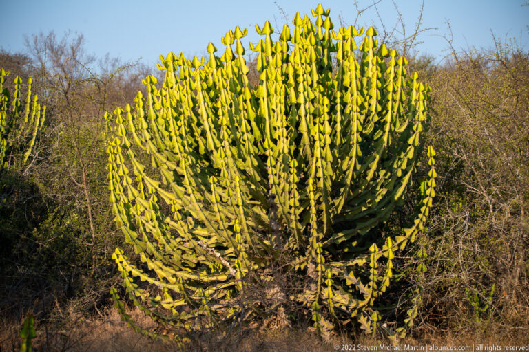 Large candelabra-shaped euphorbia with many upright green succulent stems in dry bushveld.