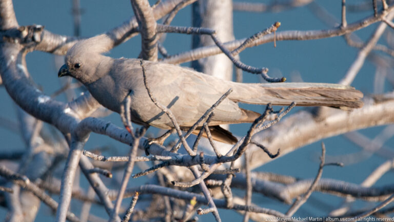 Grey go-away-bird perched horizontally among pale branches, with long tail and small crest visible.