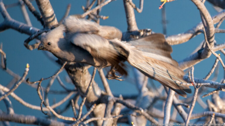 Grey go-away-bird launching between branches with wings raised and long tail trailing.