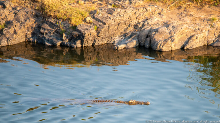 Nile crocodile swimming near a rocky bank, with head and ridged back above the water and a wake behind.