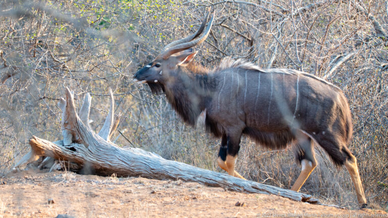 Adult male nyala standing beside a fallen trunk in dry scrub, showing spiral horns, dark coat, and white stripes.