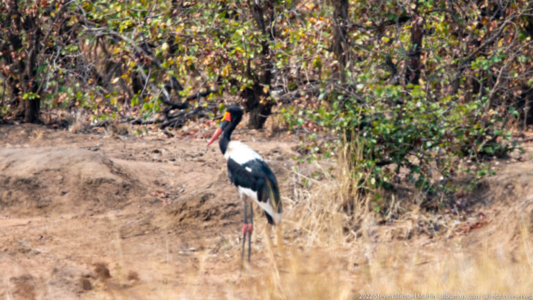 Saddle-billed stork standing in dry grass with black-and-white body, red legs, and long red-and-black bill.