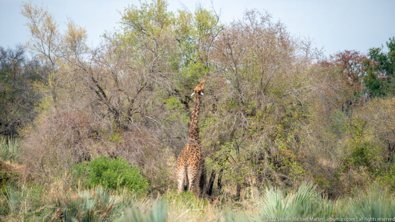 Giraffe partly concealed by dense shrubs, with green riverside plants in the foreground.