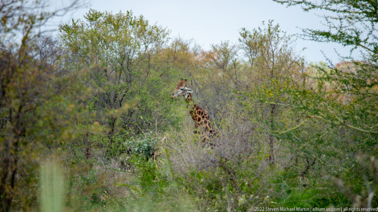 Distant giraffe partly hidden among dense green and gray shrubs in woodland.
