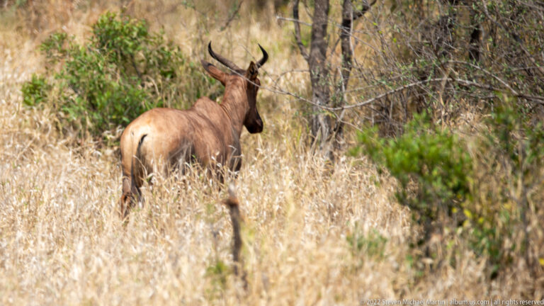 Rear view of a horned male impala walking through tall dry grass toward woodland.