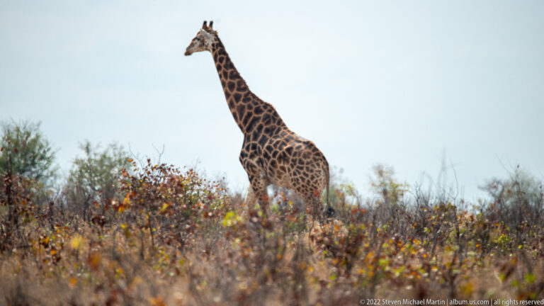 Giraffe standing above low scrub, its long neck and patterned body outlined against a pale sky.