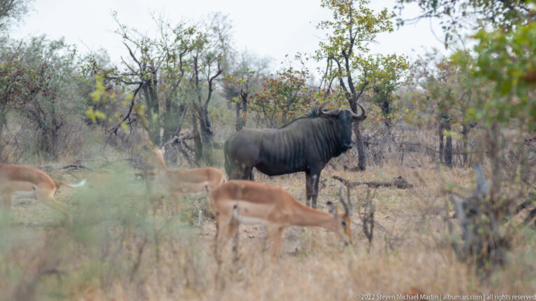 Blue wildebeest standing behind several grazing impalas in dry woodland.