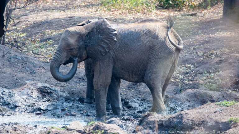 Side view of an African elephant in a muddy pool, trunk curled upward toward its mouth.