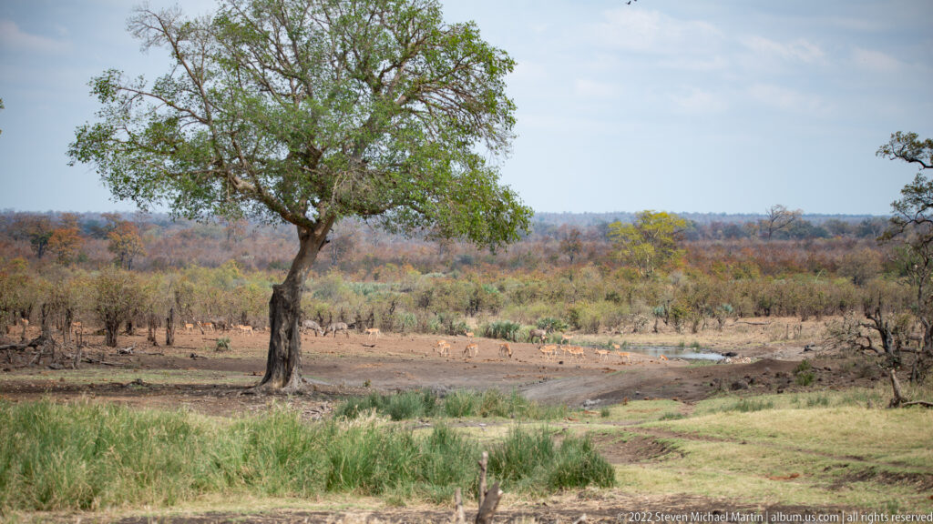 Dry savanna clearing with a solitary leafy tree, green reeds, bare earth, and distant woodland.