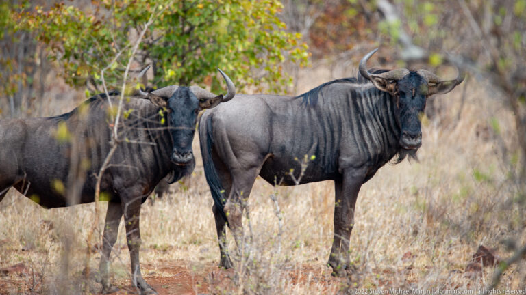 Two blue wildebeest standing side by side in dry woodland, both facing the camera.