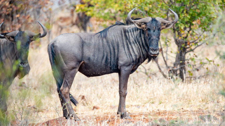Broadside blue wildebeest in dry grass, head turned toward the camera and curved horns fully visible.