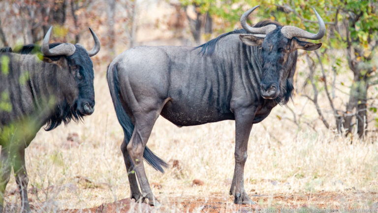 Broadside blue wildebeest with a second wildebeest partly entering from the left.