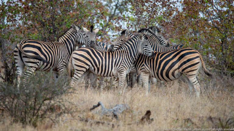 Several plains zebras standing tightly grouped beneath trees in dry woodland.
