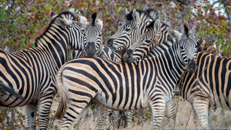 Close view of several plains zebras packed together, with overlapping heads and striped bodies filling the frame.
