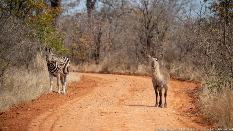 Plains zebra at left and female waterbuck at right standing on a red dirt road through dry bush.