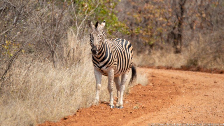 Single plains zebra facing the camera beside a red dirt road in dry woodland.