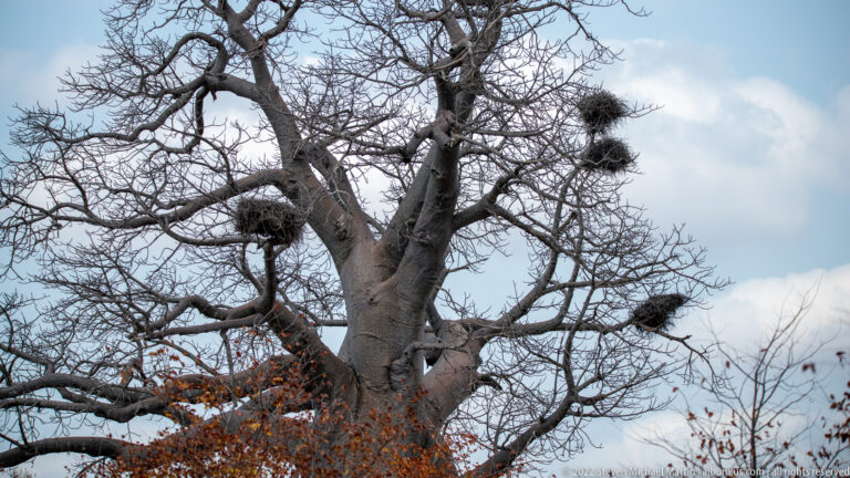 Large leafless baobab tree viewed from below, with several bulky stick nests among its upper branches.