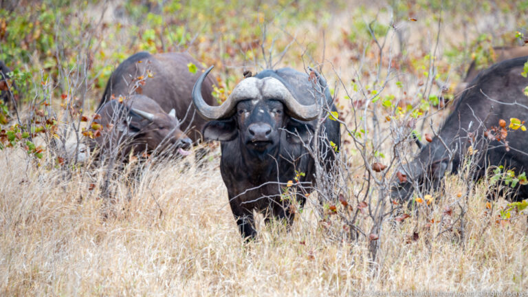 Front-facing African buffalo with massive curved horns, herd members partly visible behind in dry grass.