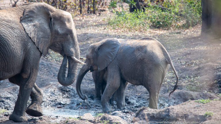 Adult African elephant beside a smaller elephant standing in mud, their heads and trunks close together.