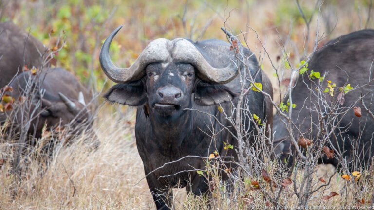 Close frontal portrait of an African buffalo with broad ears and heavy horns curving outward from a fused boss.