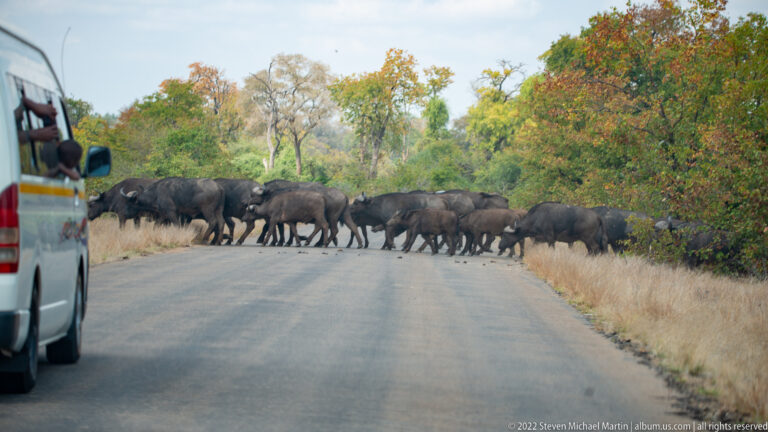 African buffalo herd crossing a paved road while a safari vehicle waits at the left edge.