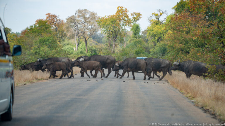 Several African buffalo walking broadside across a paved road between dry grass and woodland.
