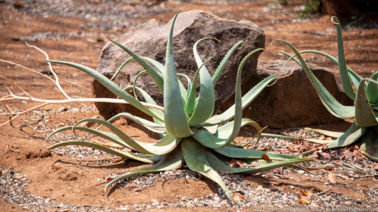 Blue-green aloe rosette with long toothed succulent leaves growing in reddish dry soil beside rocks.