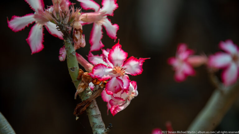 Cluster of white impala lily flowers with crimson edges and striped throats on a thick succulent stem.