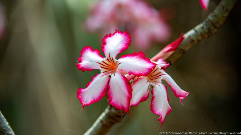 Close-up of an impala lily blossom with white petals, crimson margins, and reddish throat stripes.
