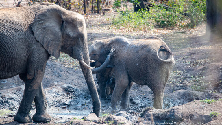 Juvenile elephant beside the legs and trunk of an adult at a muddy waterhole.