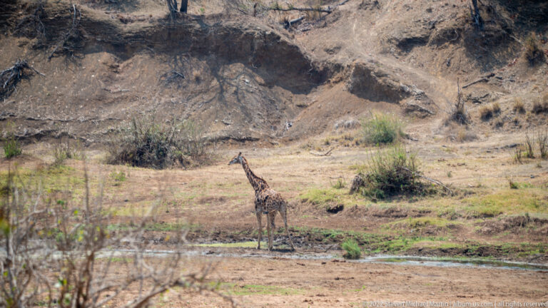 Single giraffe standing on open ground near shallow water below a dry eroded slope.