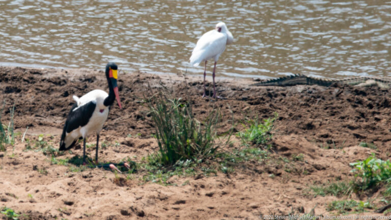 Saddle-billed stork on a muddy bank with a smaller white wading bird standing near the water behind it.