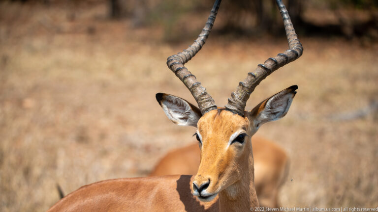 Close portrait of a male impala with long ridged lyre-shaped horns, alert ears, and tawny coat.