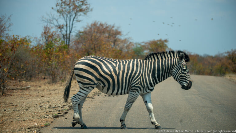 Plains zebra walking broadside across a paved road with dry woodland in the background.