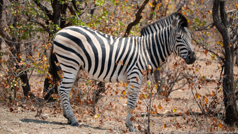 Plains zebra standing in profile among dry woodland, fallen leaves, and sparse shrubs.