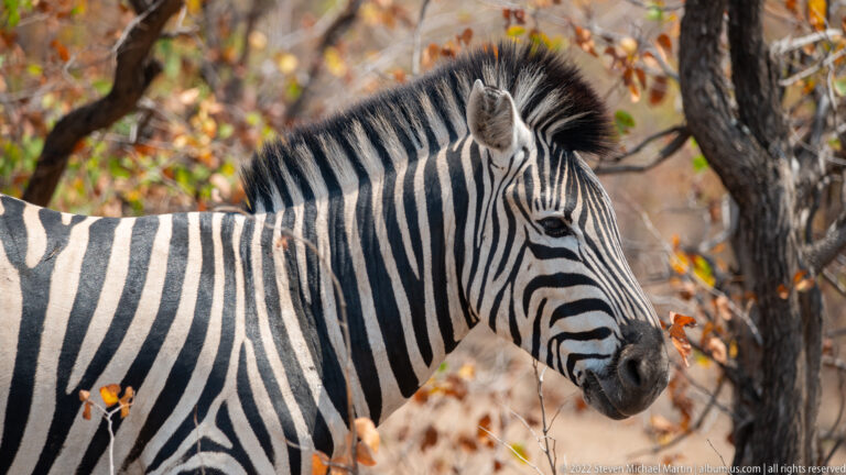 Close side portrait of a plains zebra showing striped face, upright mane, ear, muzzle, neck, and shoulder.