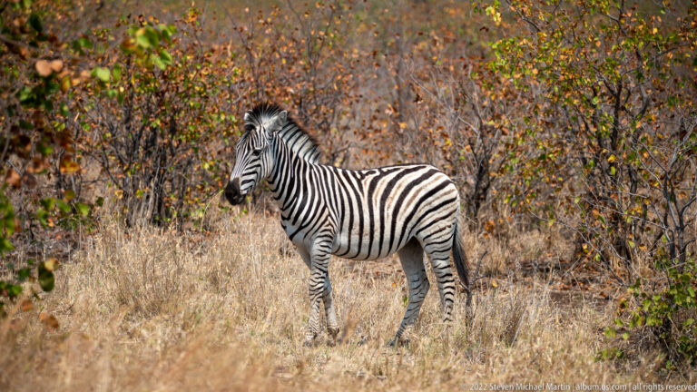 Plains zebra standing in tall dry grass at the edge of dense brown-green woodland.