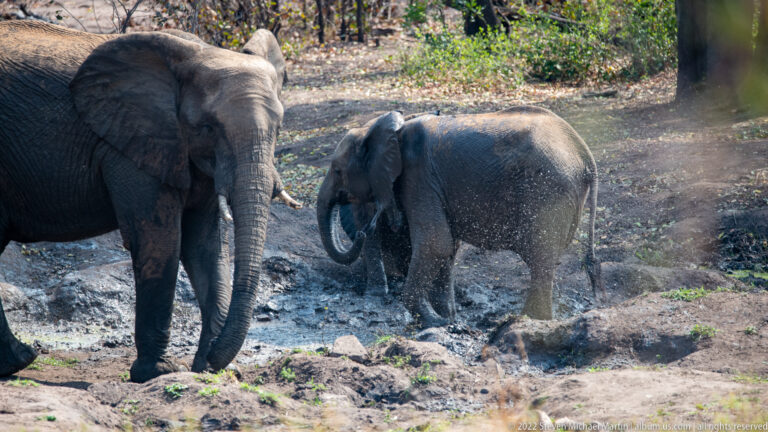 Elephant standing in a mud wallow with droplets scattered across its body, another adult partly visible at left.