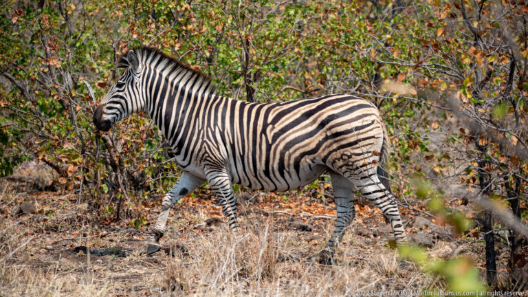 Broadside plains zebra walking through dry woodland with one foreleg raised.