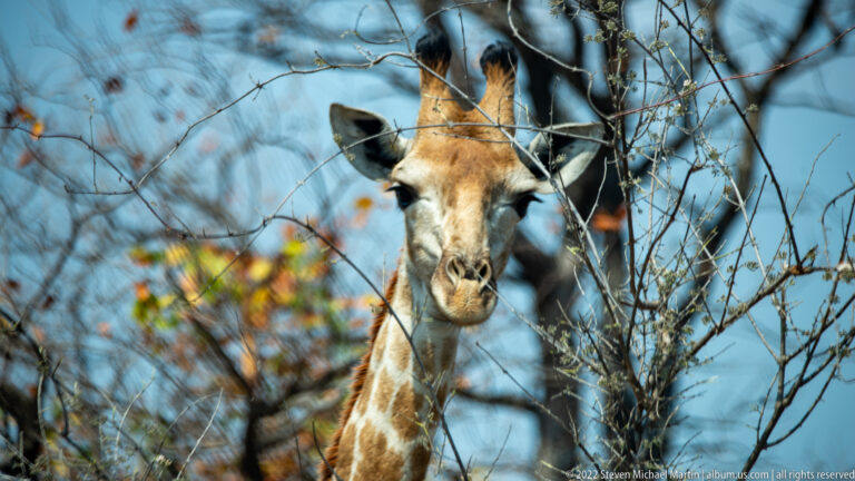 Giraffe head and upper neck framed by thin branches and sparse leaves against blue sky.