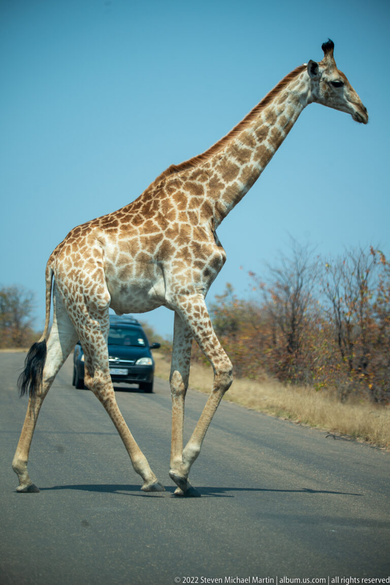 Giraffe walking broadside across a paved road while a vehicle waits behind it.