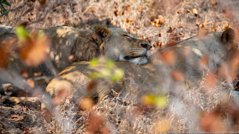 Adult male lion resting in dry vegetation with head raised beside another reclining lion.