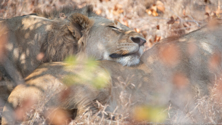 Close profile of a resting adult male lion with eyes partly closed and another lion in the foreground.