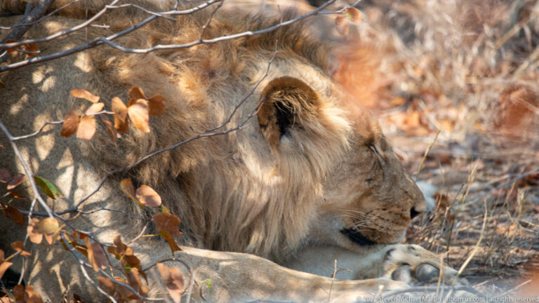 Adult male lion lying under brush with forepaws together and head turned in right profile.