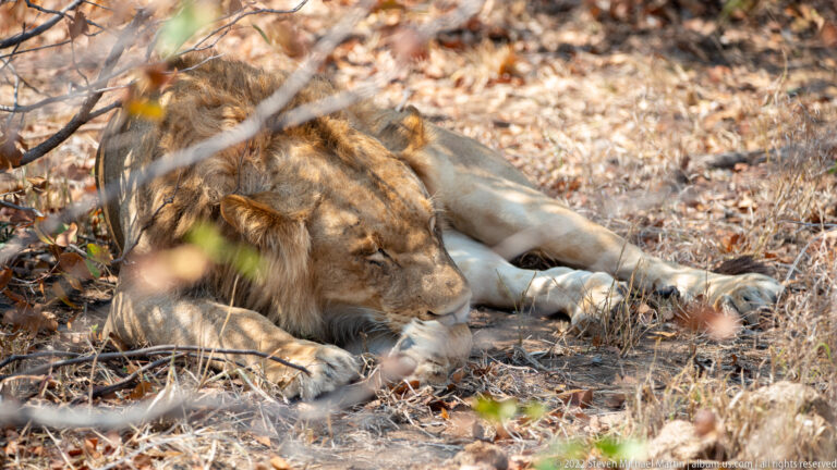 Male lion sleeping on dry leaf litter beneath branches, head resting on his forelegs.