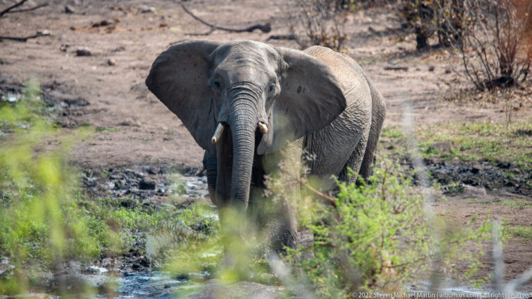 Front-facing African elephant with ears spread, standing behind green vegetation near shallow water.
